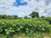  of property in Makhado (Louis Trichard)