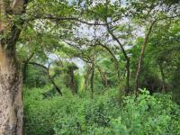  of property in Makhado (Louis Trichard)