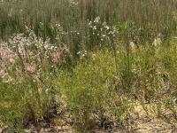  of property in Aerorand - MP