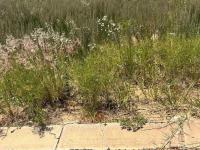  of property in Aerorand - MP