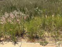  of property in Aerorand - MP