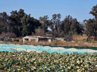  of property in Walkers Fruit Farms SH