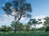  of property in Hoedspruit