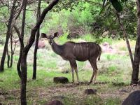  of property in Lephalale (Ellisras)