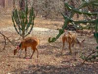  of property in Marloth Park