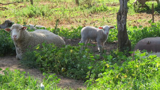 Farm for Sale For Sale in Swellendam - MR694597