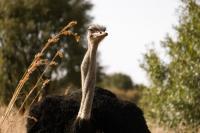  of property in Hammanskraal