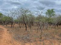  of property in Marloth Park