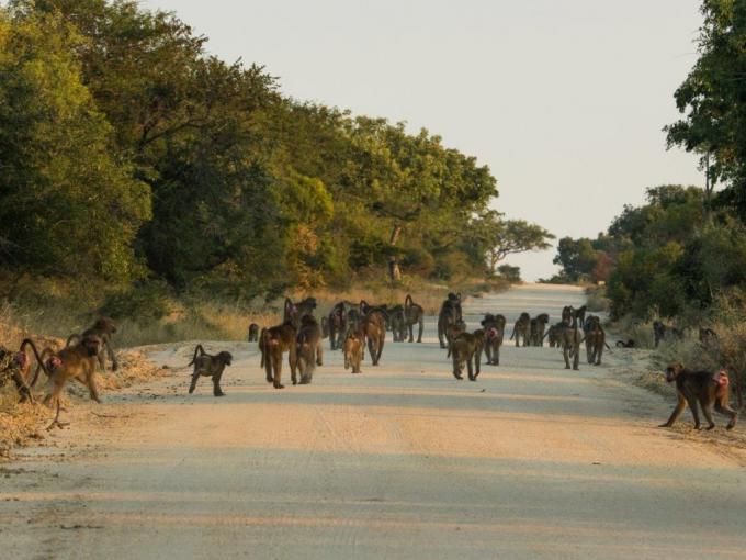 Land for Sale For Sale in Hoedspruit - MR698259