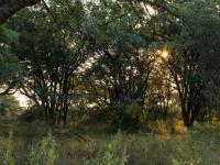  of property in Hoedspruit