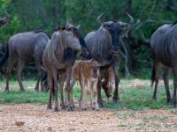  of property in Hoedspruit