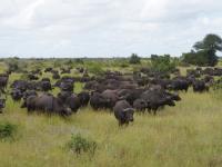  of property in Bushbuckridge