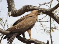  of property in Bushbuckridge