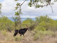  of property in Hoedspruit