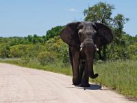  of property in Hoedspruit