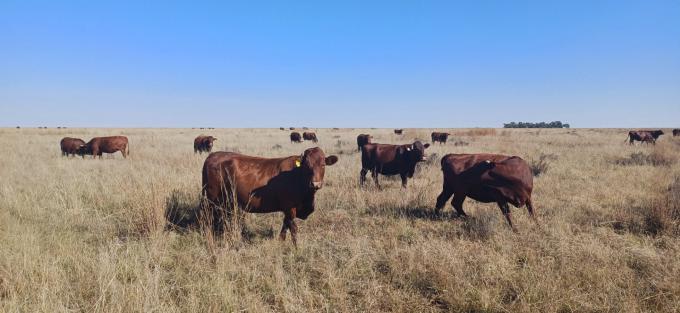 Farm for Sale For Sale in Klerksdorp - MR701447