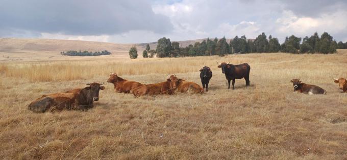 Farm for Sale For Sale in Amersfoort - MR701995