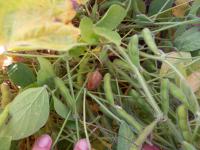  of property in Wolmaransstad