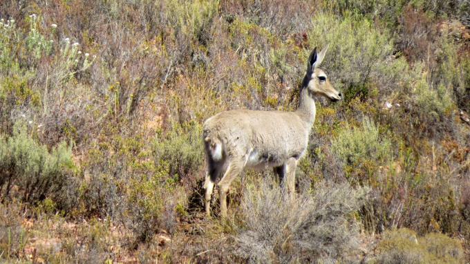 Land for Sale For Sale in Montagu - MR702529