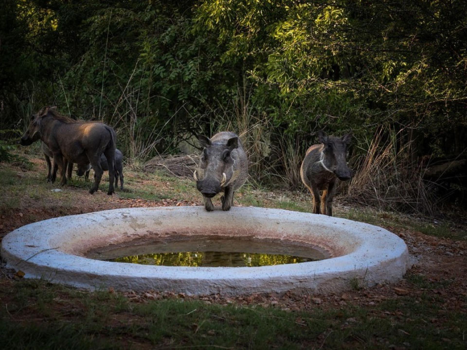  of property in Bela-Bela (Warmbad)