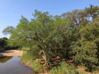  of property in Hoedspruit