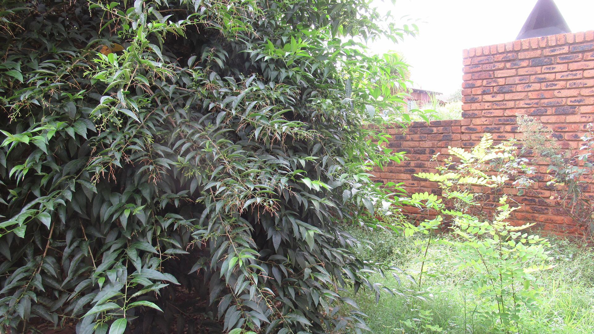 Backyard of property in Fairlands