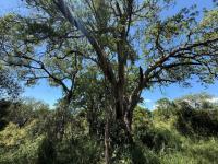  of property in Hoedspruit