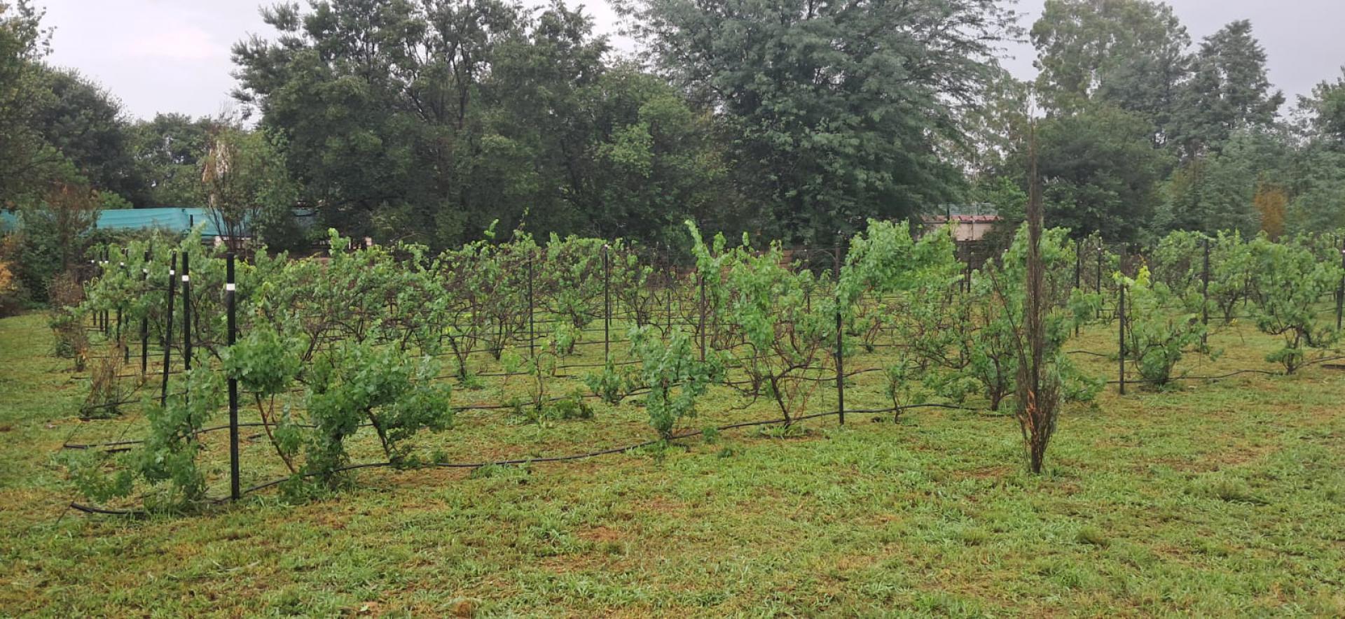  of property in Henley-on-Klip