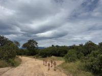  of property in Hoedspruit