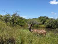  of property in Hoedspruit