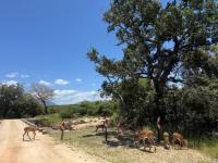  of property in Hoedspruit