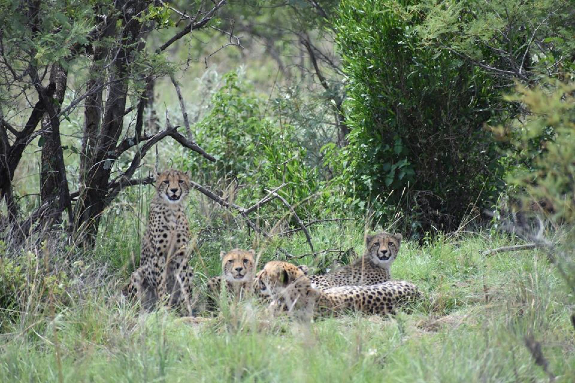  of property in Hammanskraal