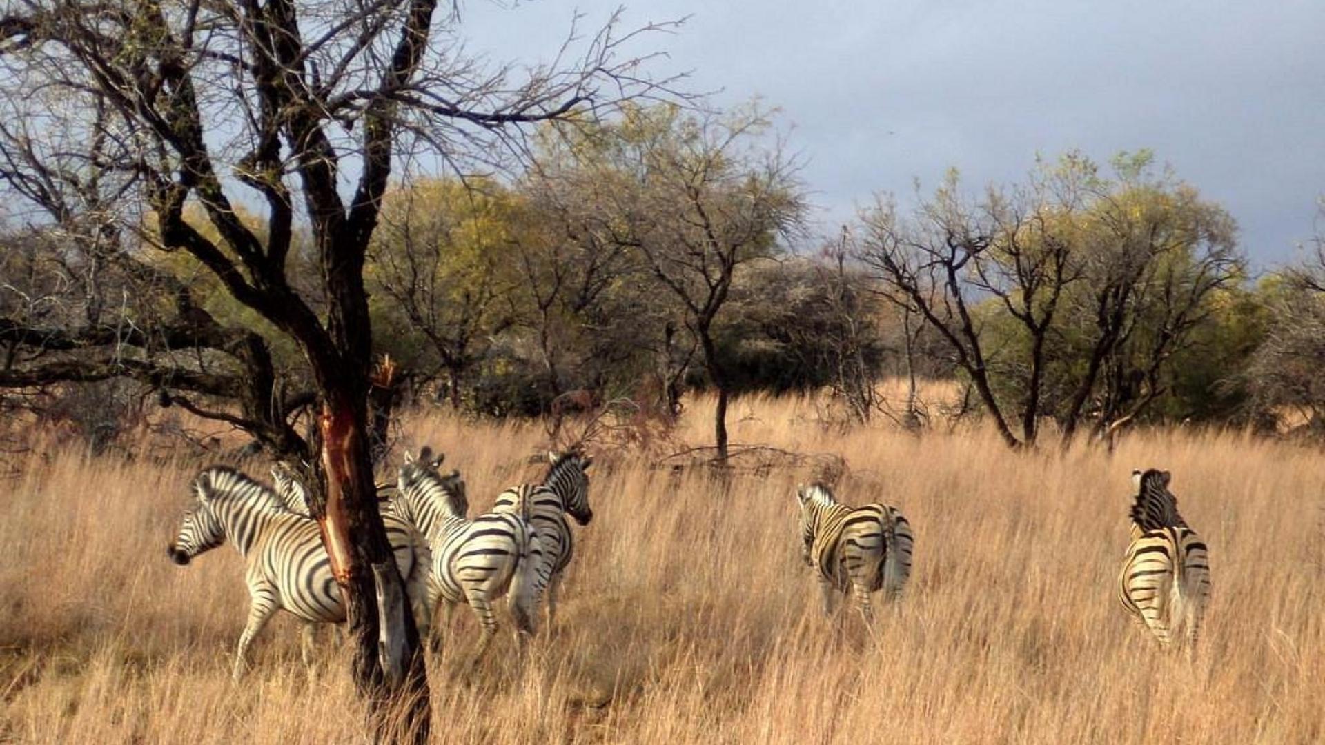  of property in Hammanskraal