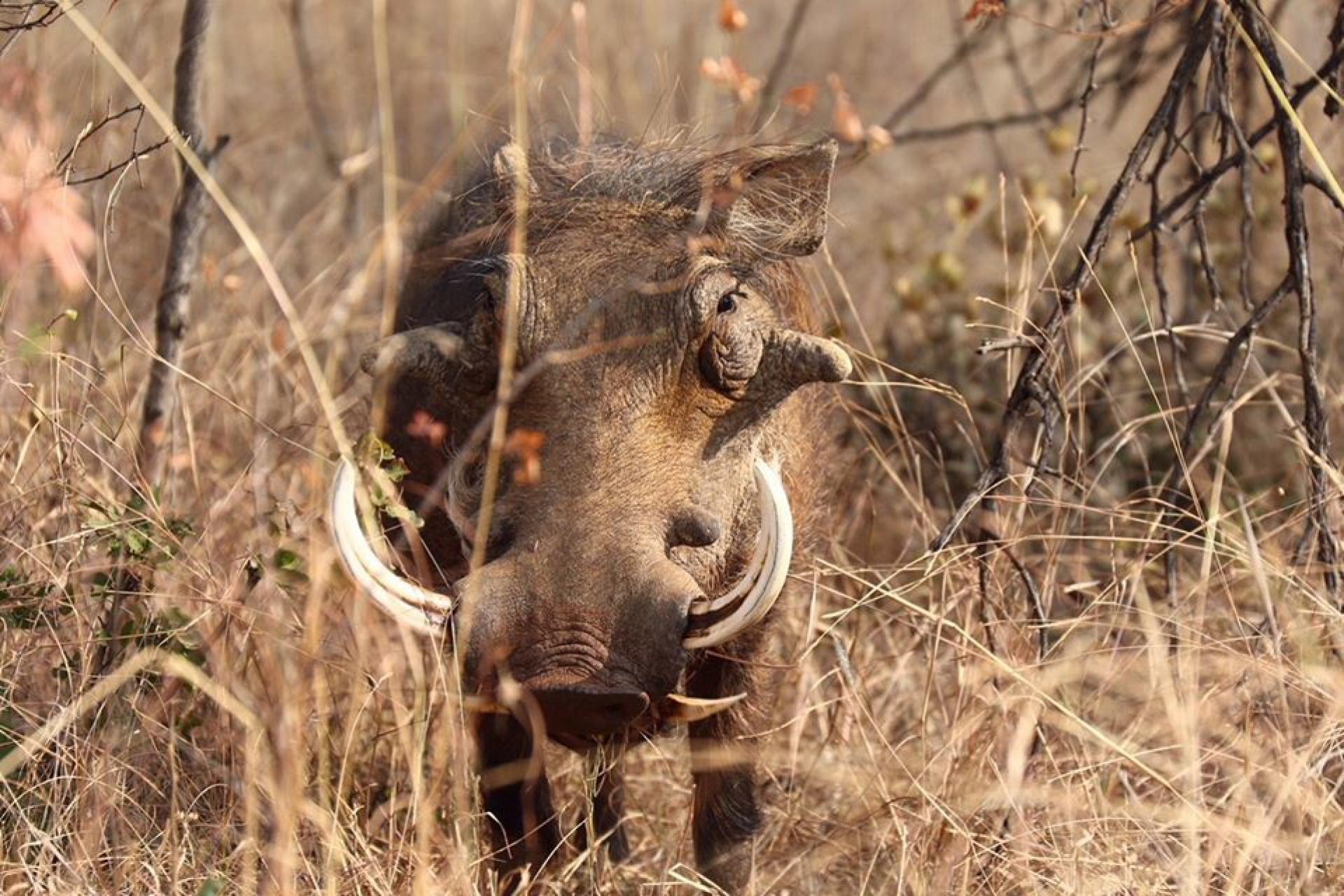 of property in Hammanskraal