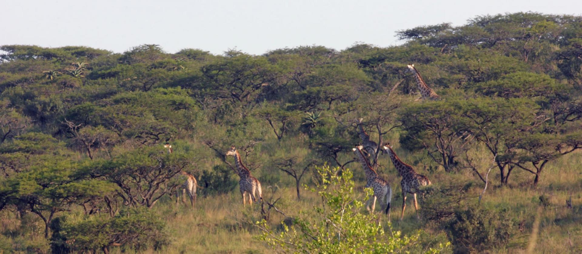  of property in Hammanskraal