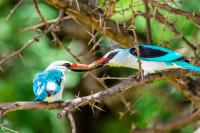  of property in Hammanskraal