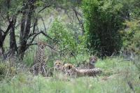  of property in Hammanskraal