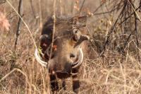  of property in Hammanskraal