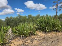  of property in Cape Farms