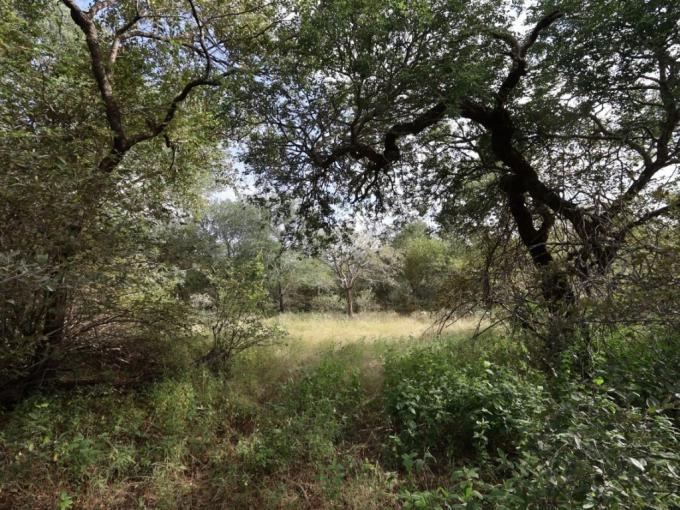 Land for Sale For Sale in Hoedspruit - MR711053