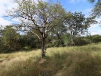  of property in Hoedspruit