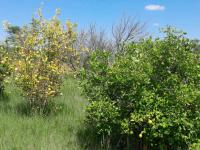  of property in Polokwane