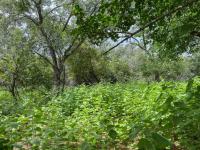  of property in Marloth Park