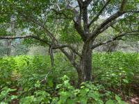  of property in Marloth Park