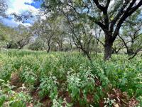  of property in Marloth Park