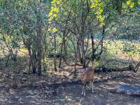  of property in Marloth Park