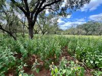  of property in Marloth Park