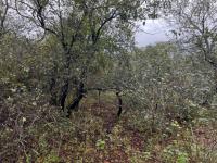  of property in Marloth Park