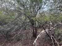  of property in Marloth Park