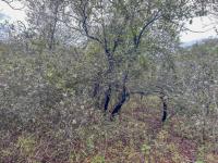  of property in Marloth Park